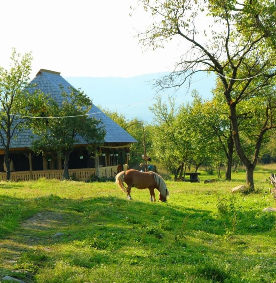 Casuta Din Gradina Homestay Breb