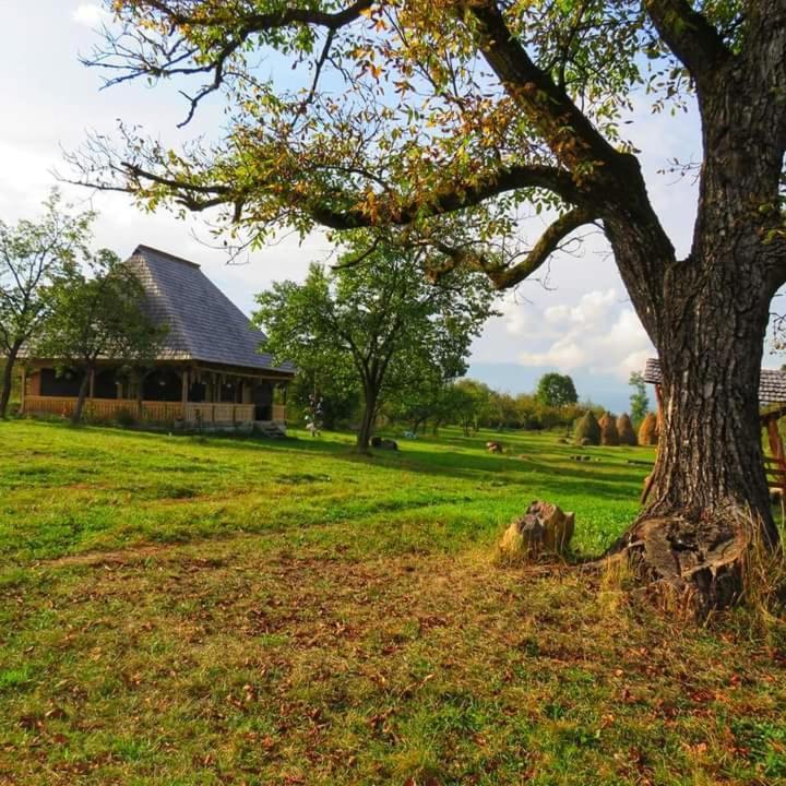 Homestay Casuta Din Gradina *