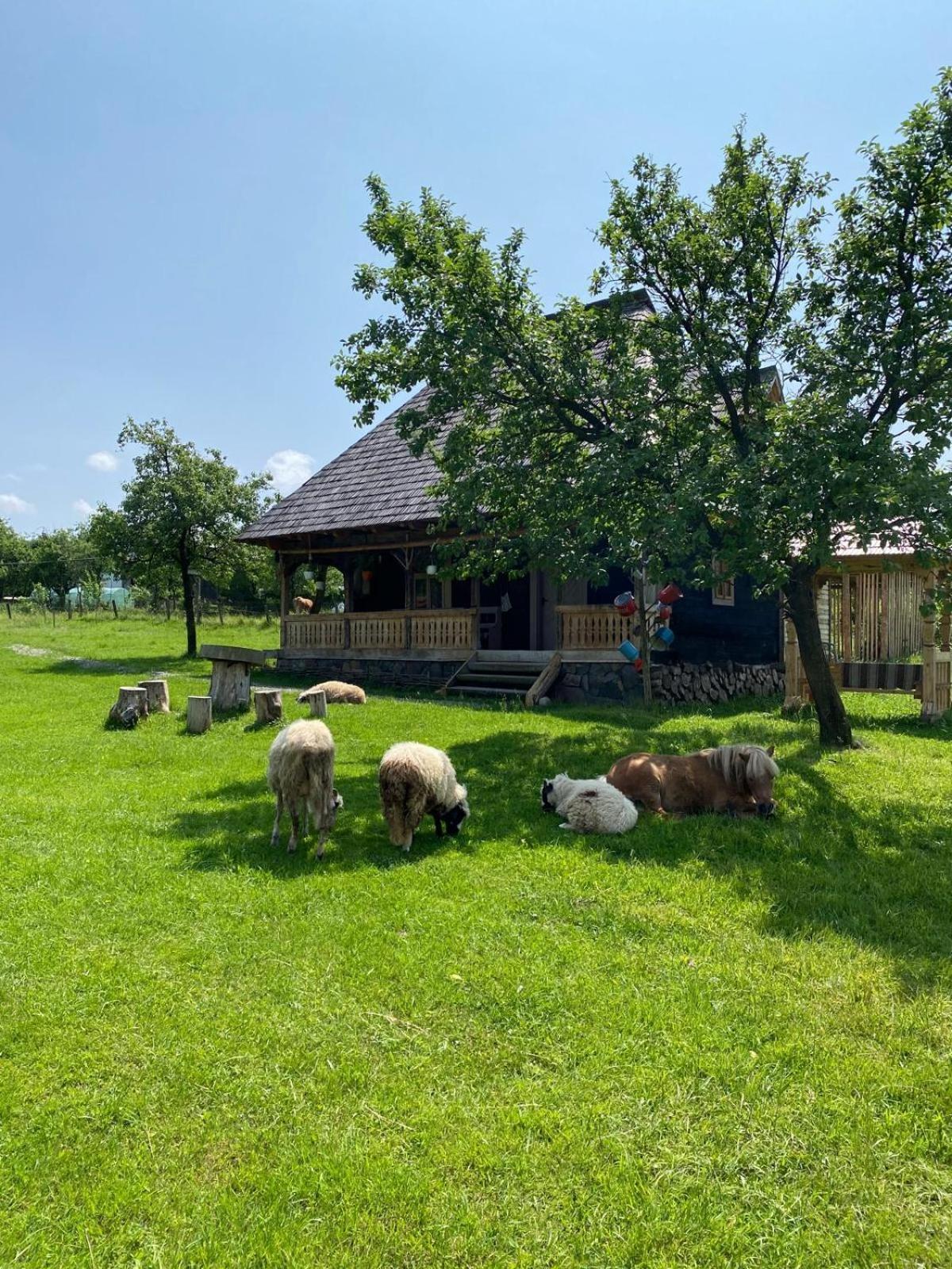 Homestay Casuta Din Gradina