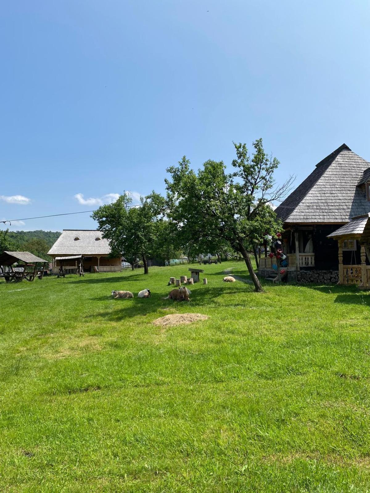Homestay Casuta Din Gradina